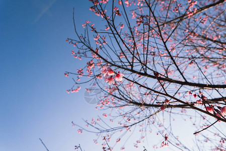 春花粉红色花朵图片
