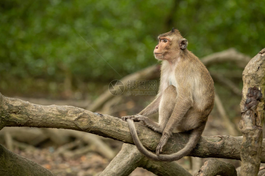 长尾猕猴坐在根上向左看图片