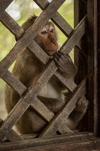 长尾猕猴坐在木架上盯着看图片
