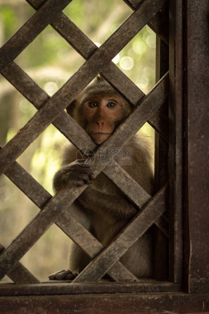 坐在木格子窗后的长尾猕猴图片