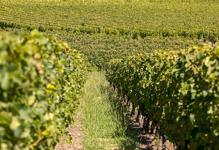 法国圣埃米利奥恩地区葡萄收成前高清图片
