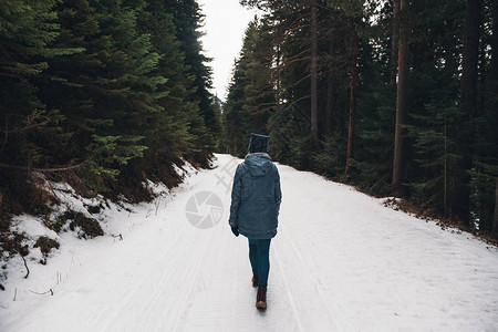 在一条被雪覆盖的公路上走在巨大的松树中图片