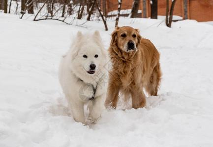 雪中的狗友情和金色猎图片