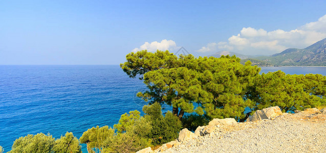 松树在海边的悬崖上生长图片