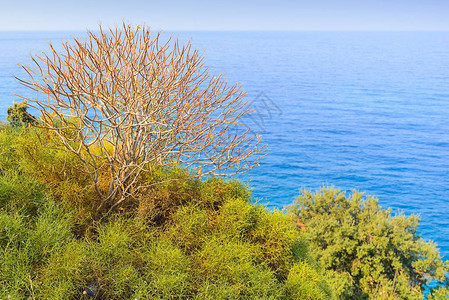 一棵干树的光秃的树枝以大海为背景图片
