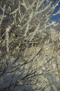 冬天的树木和植物图片