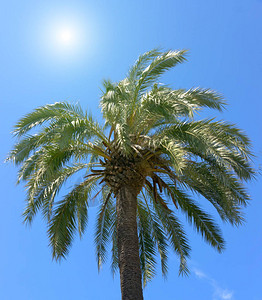 美丽的椰子棕榈树热带绿叶布局图片