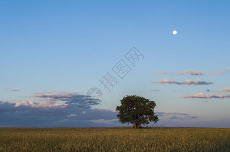 农村风景树和月亮布宜诺斯艾利图片