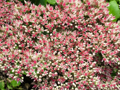 夏季花园里的粉红色小花朵的图片