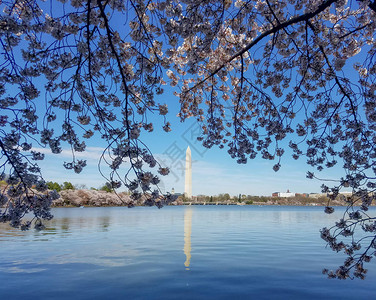 在美国华盛顿特区举行的年度樱花节期间图片
