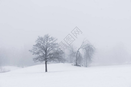 在喜怒无常的雾冬景中的树木图片