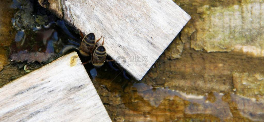蜜蜂饮盐水图片
