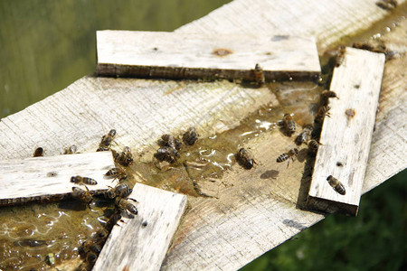 蜜蜂饮盐水图片