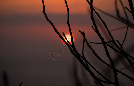 太阳穿过树枝日落日出云雾橙图片