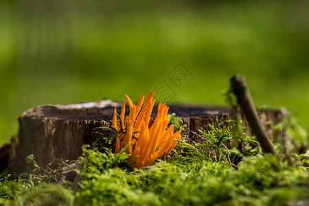 橙色真菌由腐烂木材包围的图片