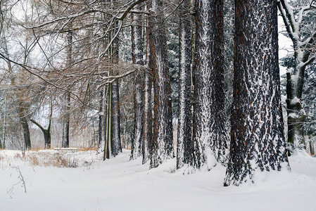 俄罗斯列宁格勒地区雪覆盖着白杨树的干背景图片