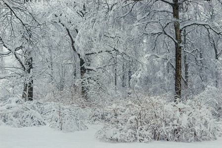 冬天的寒冬下雪后下午的树木和树丛在雪中神奇图片