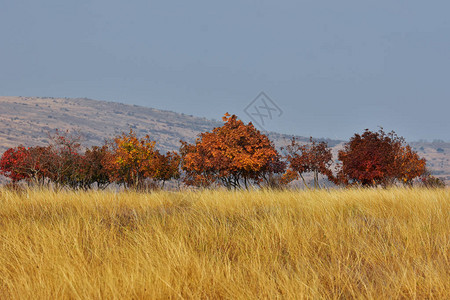 罗马尼亚Dobrogea口Dobrogea土地自然保护区绿树的图片