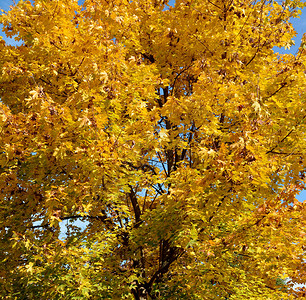 白天的秋天树背景图片