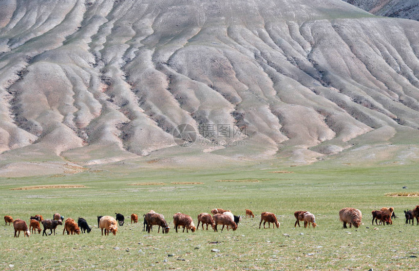 一群山羊和绵羊在牧场吃草蒙古北部TolboNuur湖附近被侵蚀的山麓坡的蒙古图片