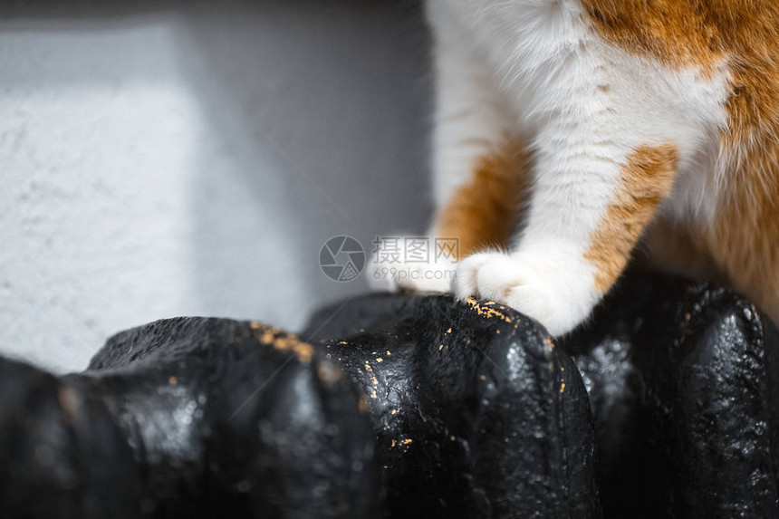 黑色散热器上猫的特写红白爪图片