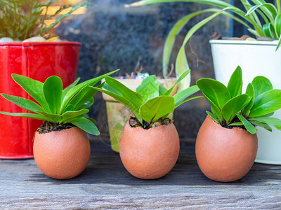 三个蛋壳中的绿色植物图片