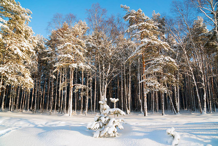 俄罗斯列宁格勒地区冬季风景雪林在阳光明图片