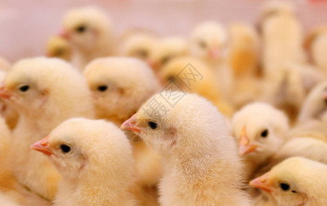 小鸡动物农业图片