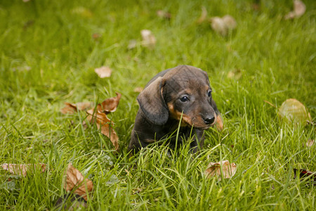 草丛中的腊肠小狗图片