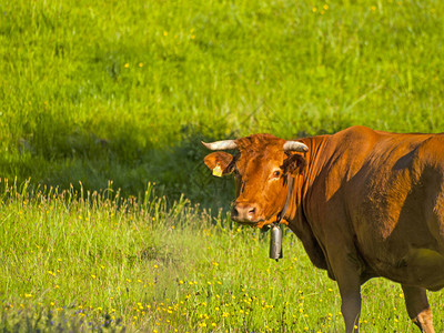 西班牙卡塞雷斯州Hervas的春季牛图片