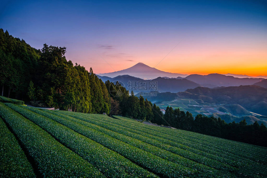 日本静冈日出时有绿茶田的富士山图片