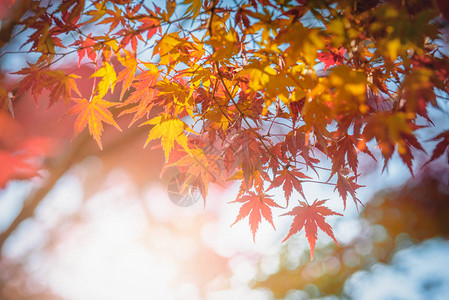 秋红黄的日本青叶在花背景图片