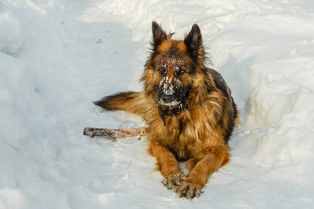 德国牧羊犬躺在雪地上图片