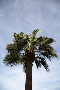 埃及的棕榈树夏日的天空图片