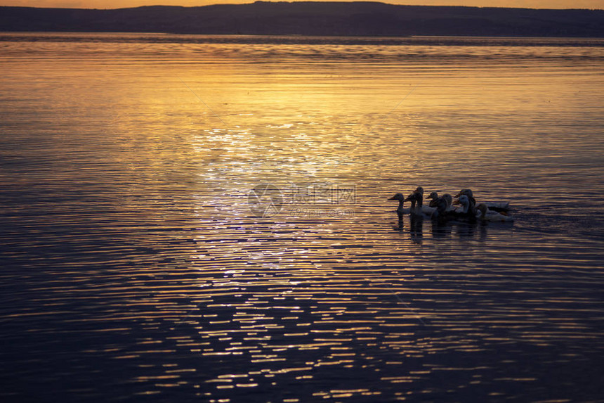 一群小鸭在日落图片
