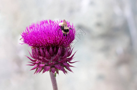 沙雀大黄蜂骑着紫色刺青的花朵图片
