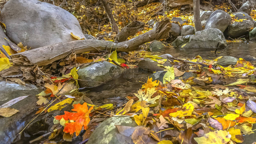 落叶在岩石和浅溪上在明亮的阳光照亮的清澈岩石溪流上落下的五颜六色的叶子犹他州盐湖城森图片
