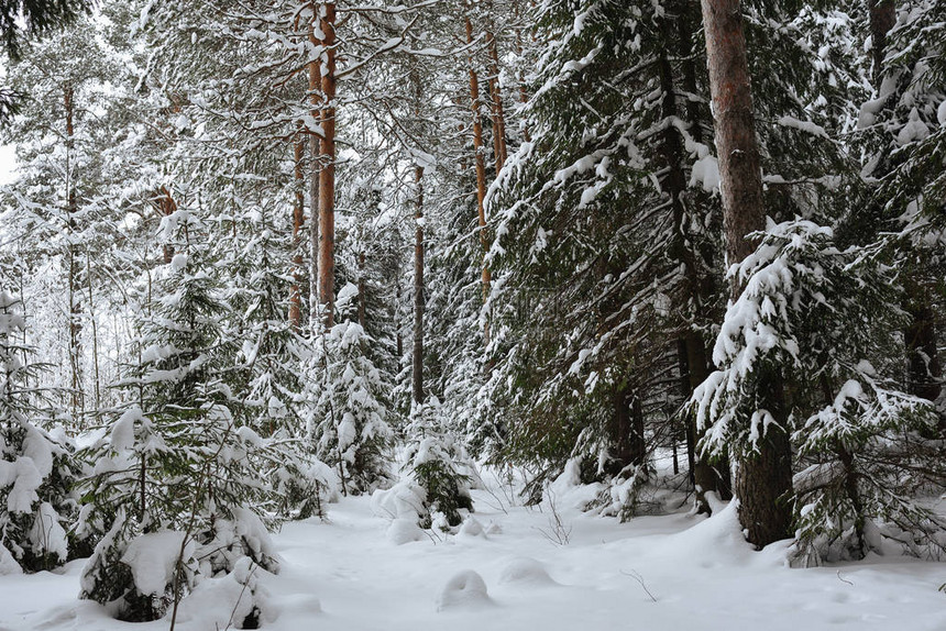 冰冷的野木被雪覆盖图片