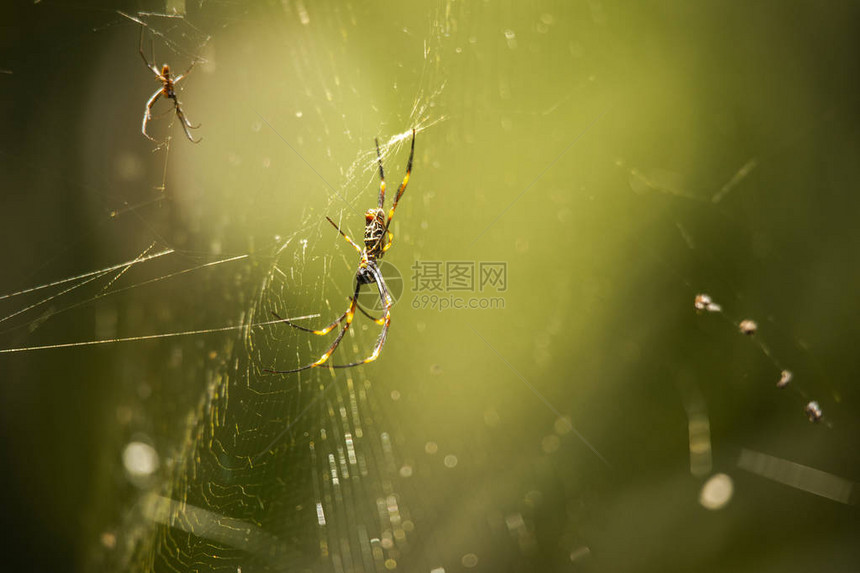 白天在网上休息的金圆蜘蛛GoldenOrbS图片