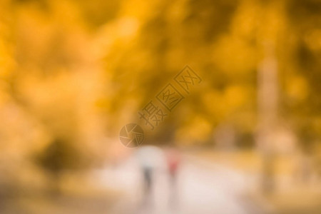 蓝色秋天公园背景森林布基赫人图片