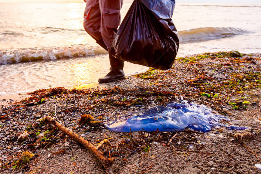志愿者正在用塑料袋收集被海冲上来的垃圾人们正在帮助保持自然清洁并从沙图片