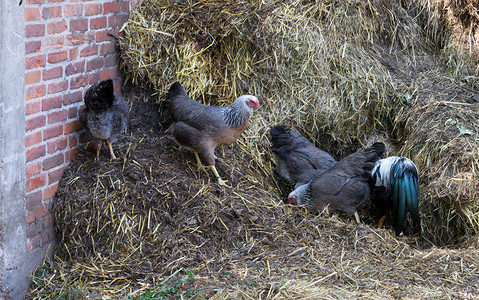 农场的鸡禽家庭图片