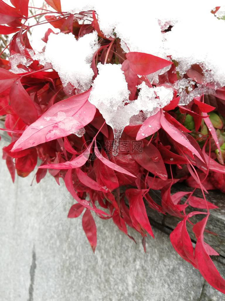 在观赏树丛中美丽的红叶覆盖了雪和冰一月图片