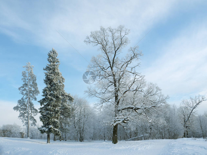 寒冬的北方风景雪中的图片