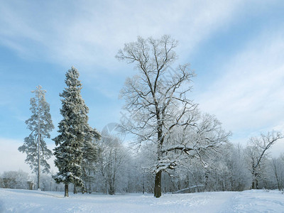 寒冬的北方风景雪中的图片