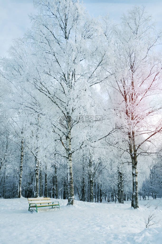 在雪地公园的一棵树下坐图片