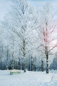 在雪地公园的一棵树下坐图片