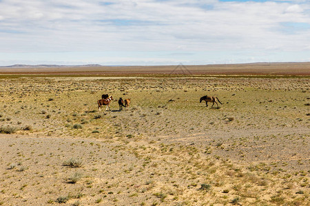 野马在蒙古戈壁沙漠吃草图片