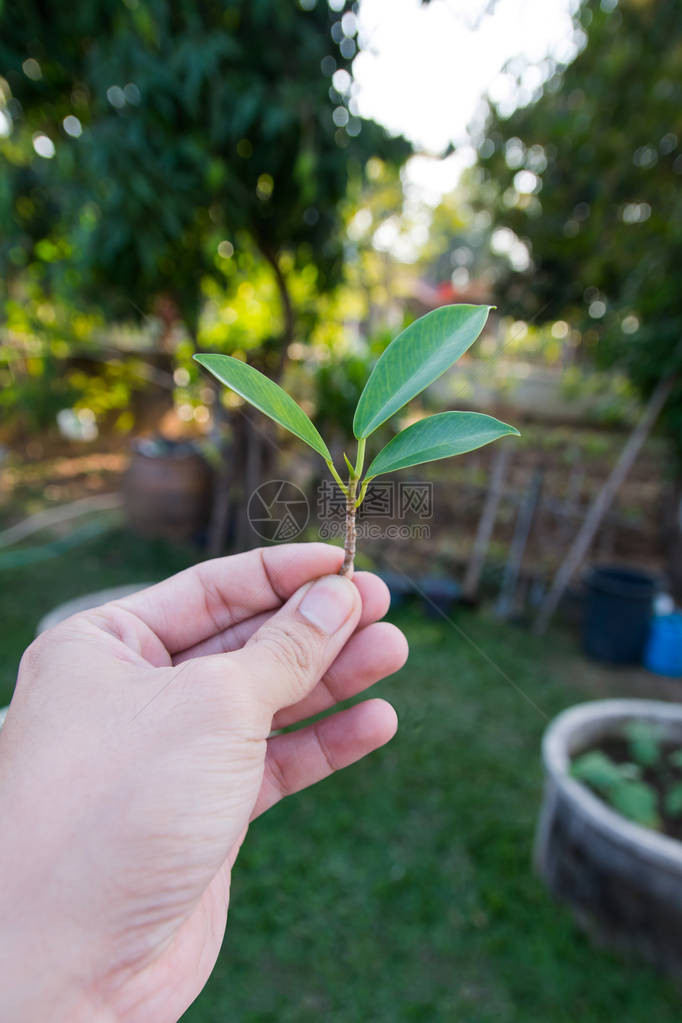 拿着新芽年轻植物的手图片