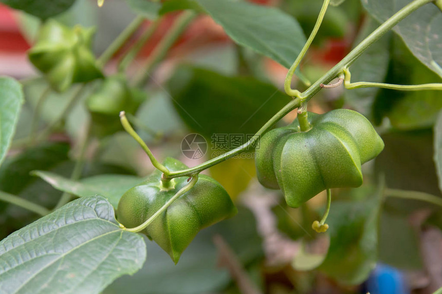 挂在印加果树上的未成熟的绿色印加果图片